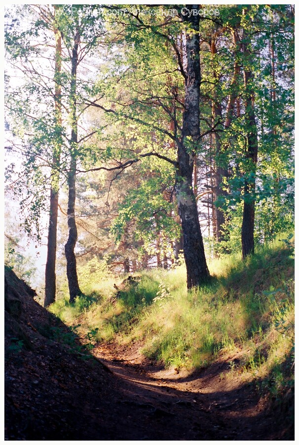 Plant, Tree, Vegetation, Grove, Land