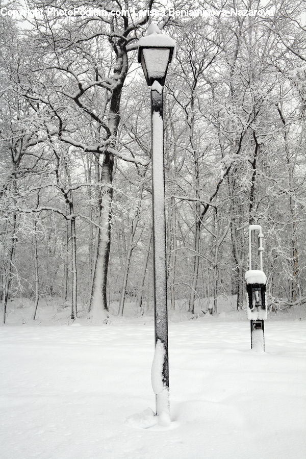 Ice, Outdoors, Snow, Lamp Post, Pole, Plant, Tree