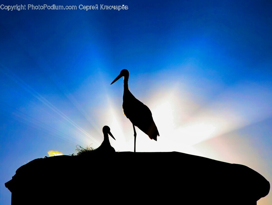 Silhouette, Animal, Bird, Waterfowl, Nature