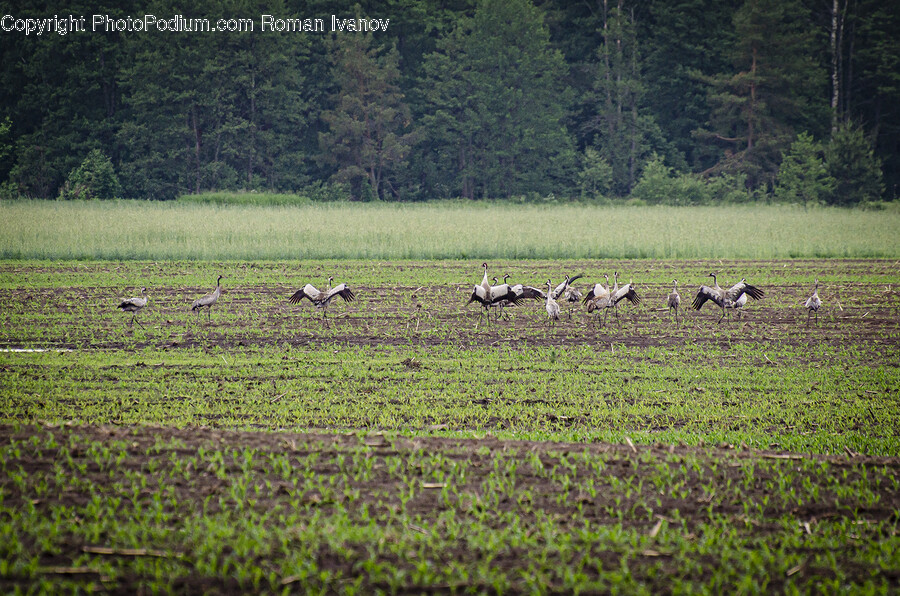 Field, Nature, Outdoors, Countryside, Animal