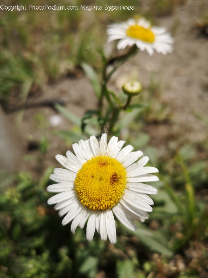 Daisy, Flower, Plant, Pollen, Petal