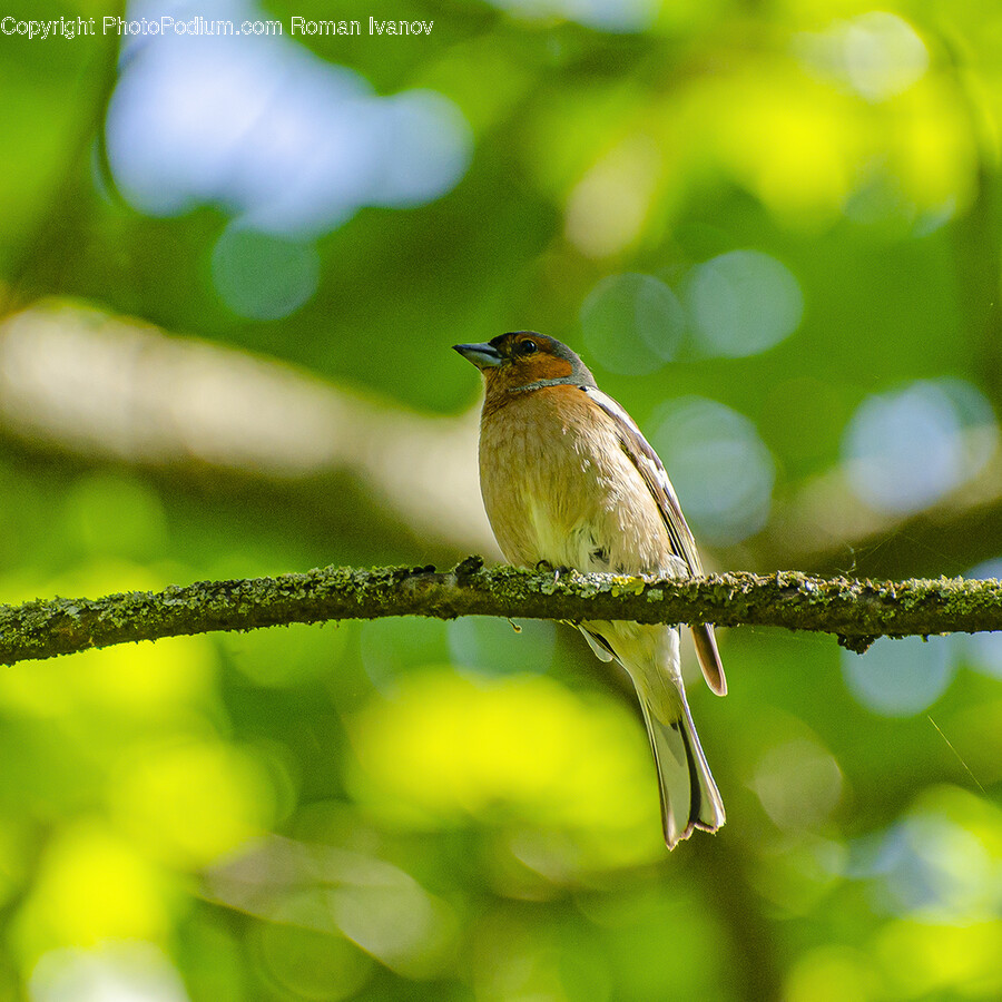 Animal, Bird, Finch, Bee Eater, Anthus