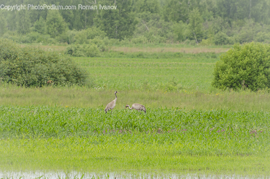 Field, Grassland, Nature, Outdoors, Animal