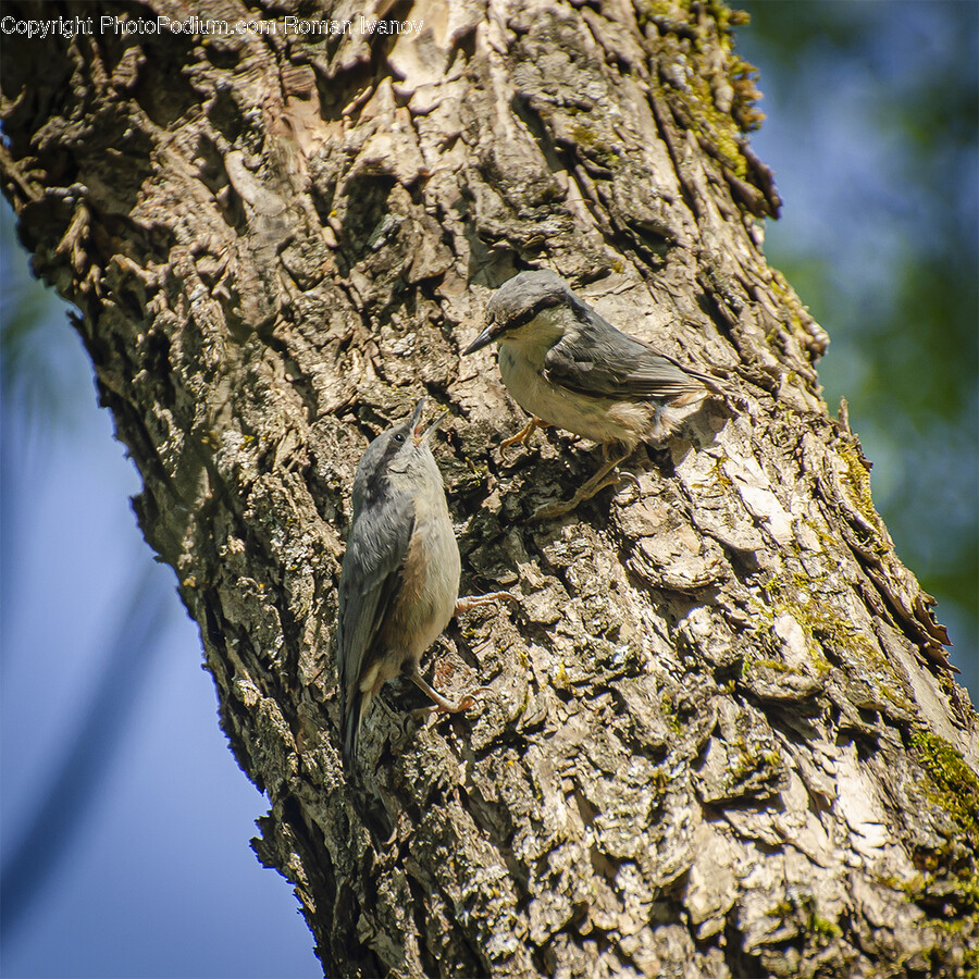 Plant, Tree, Tree Trunk, Animal, Anthus