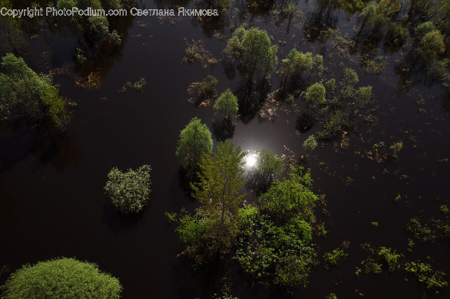 Land, Nature, Outdoors, Pond, Water