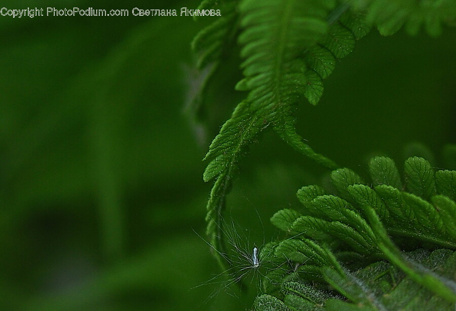 Leaf, Plant, Fern, Green, Animal