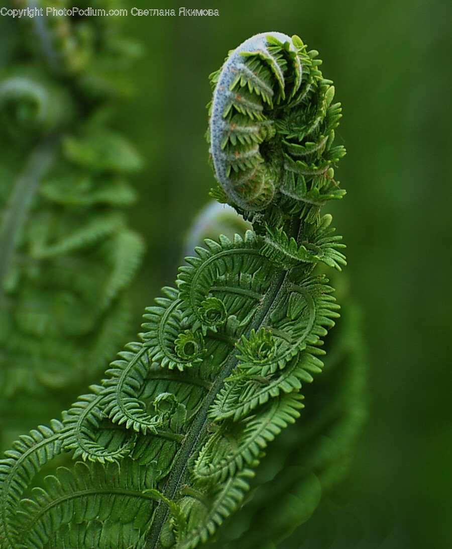 Fern, Plant