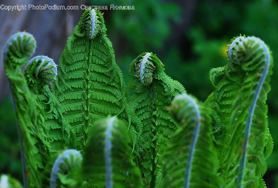 Fern, Plant, Leaf