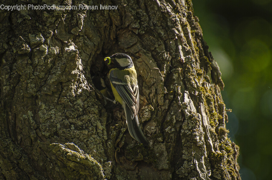 Plant, Tree, Tree Trunk, Animal, Bird