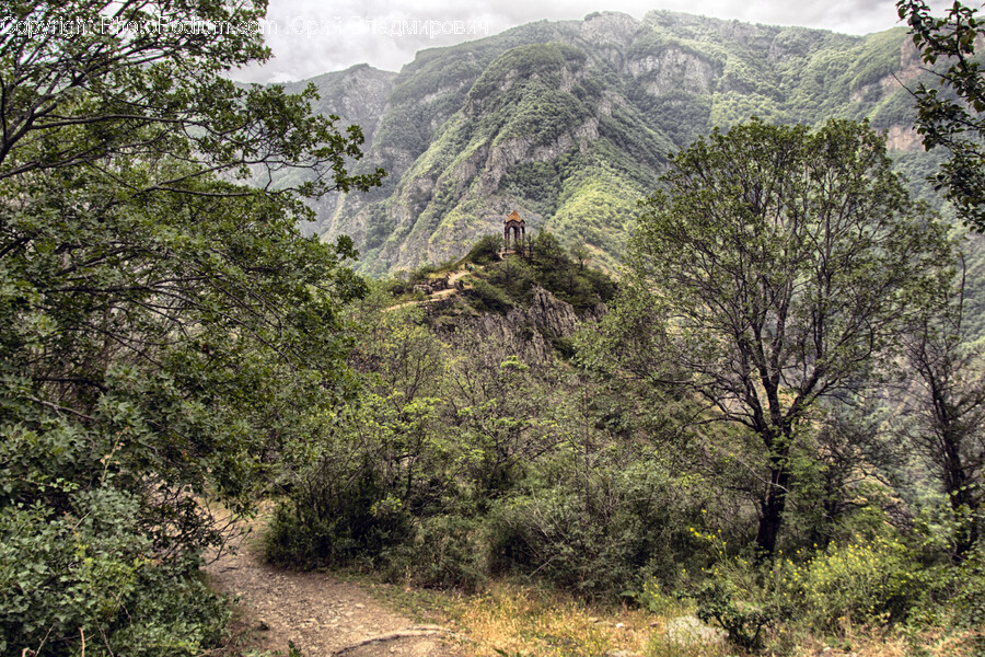 Nature, Outdoors, Wilderness, Slope, Plant