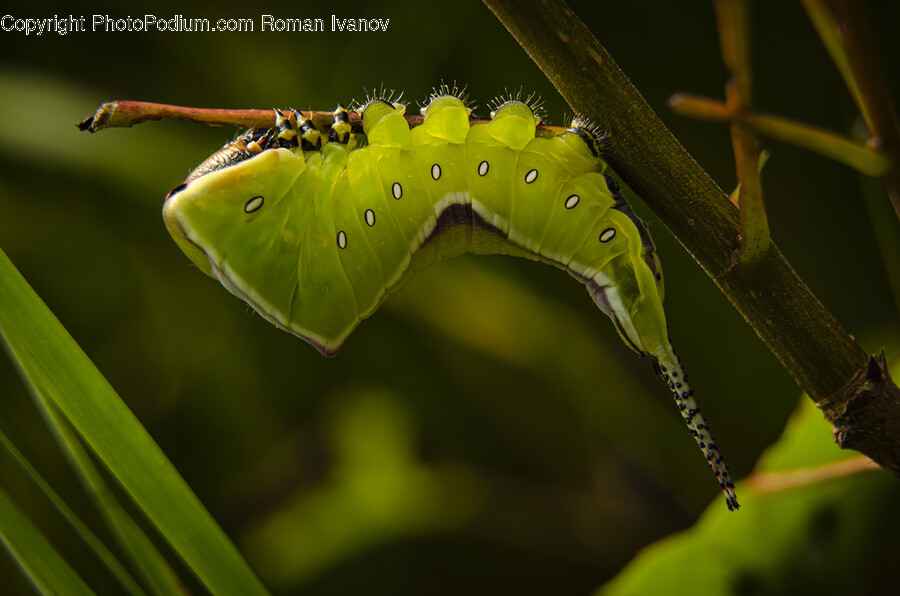 Animal, Insect, Invertebrate, Worm, Green