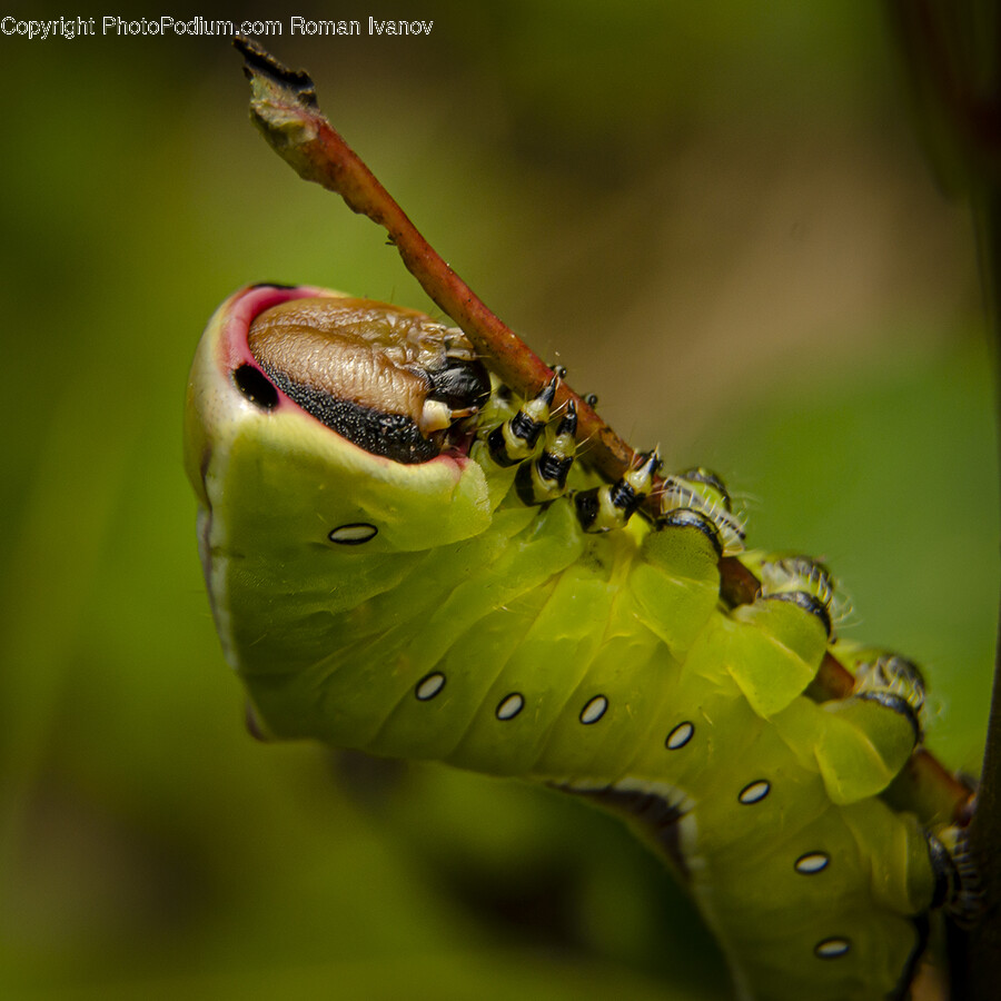 Animal, Invertebrate, Worm, Insect, Plant