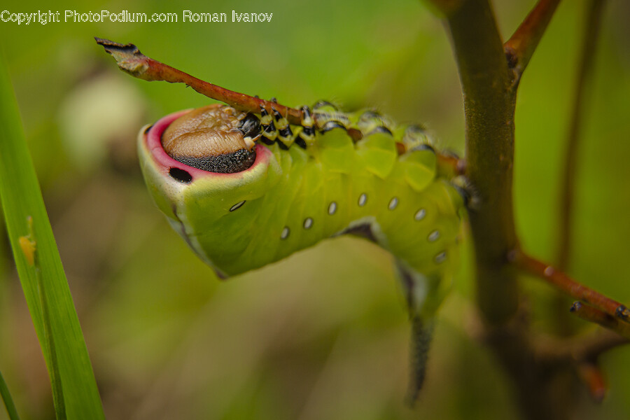 Plant, Animal, Invertebrate, Worm, Insect