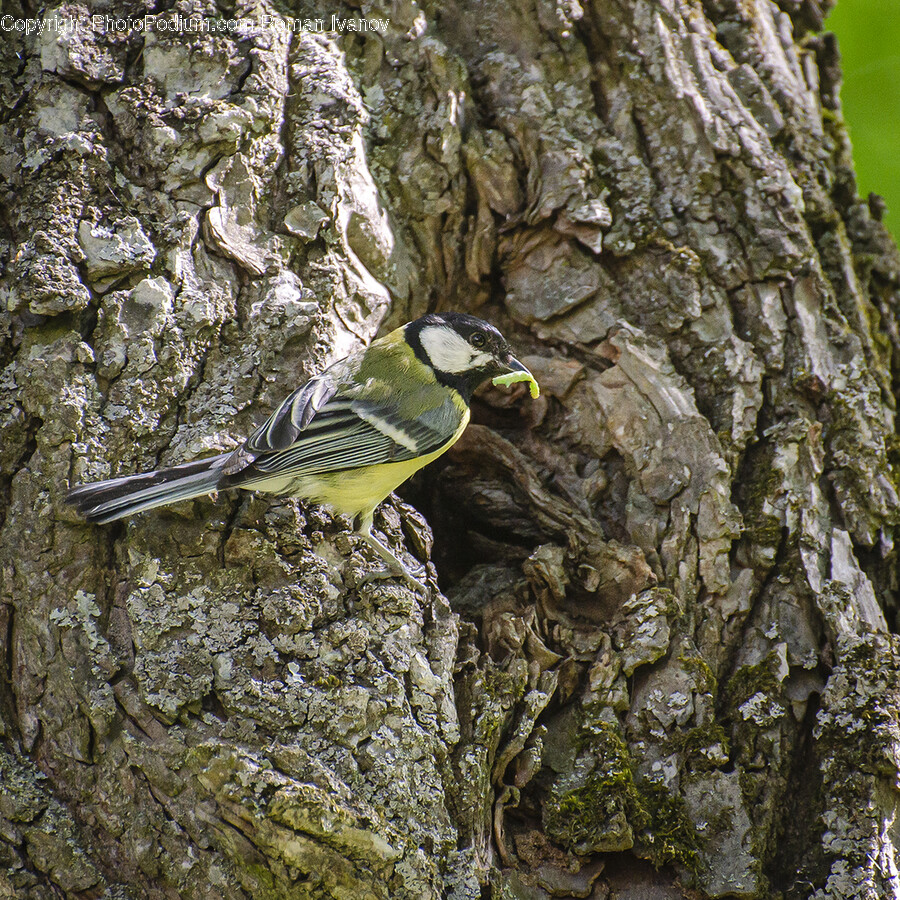 Plant, Tree, Tree Trunk, Animal, Bird