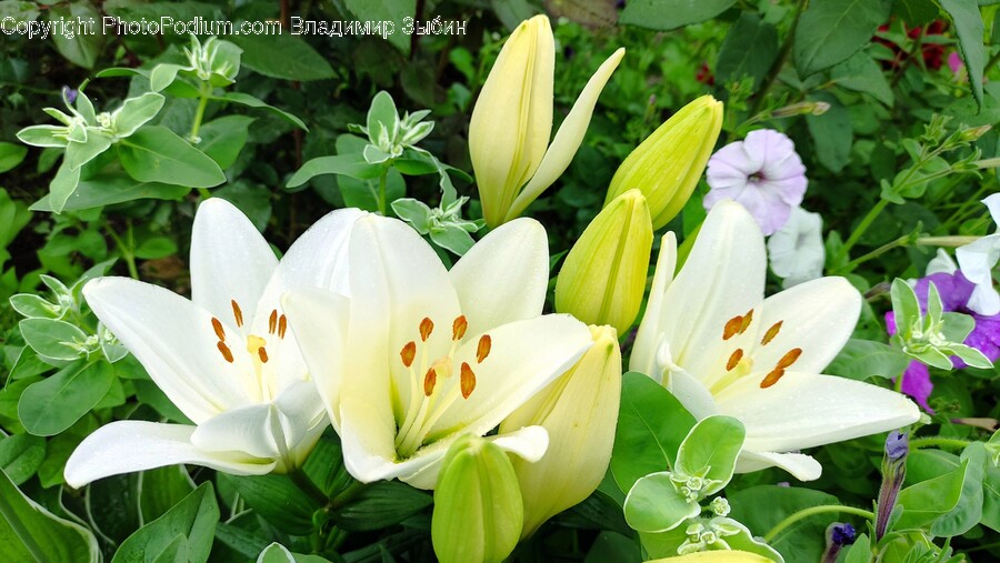 Flower, Plant, Petal, Geranium, Anther