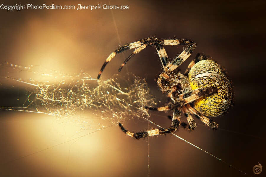 Animal, Garden Spider, Insect, Invertebrate, Spider