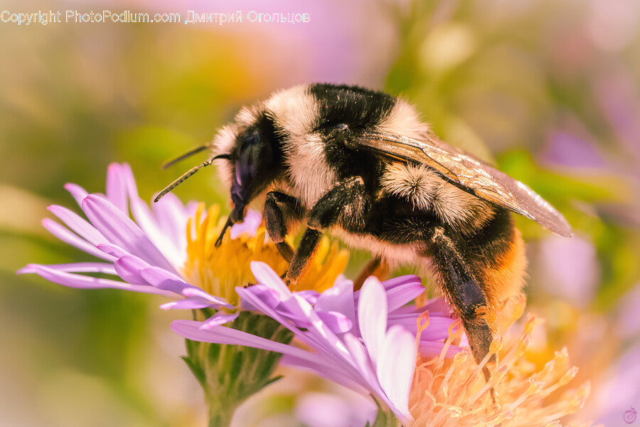 Animal, Apidae, Bee, Bumblebee, Insect