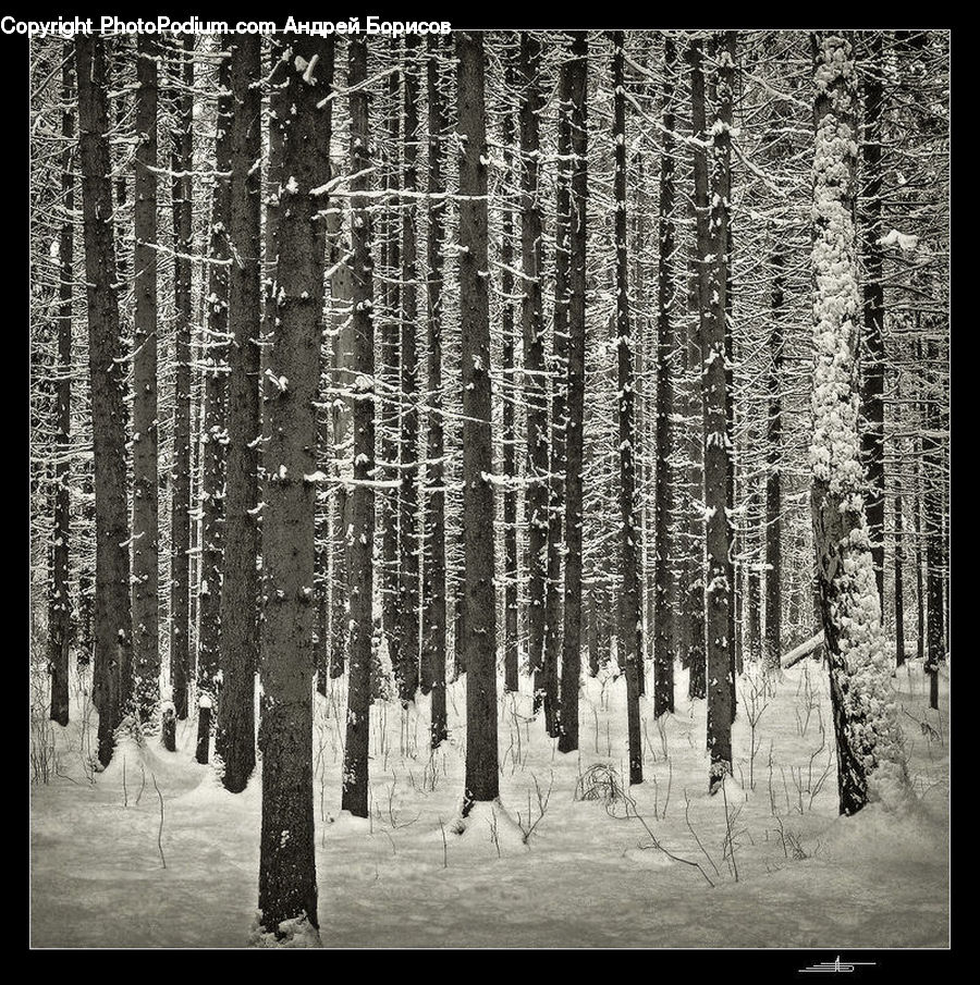 Birch, Tree, Wood, Forest, Vegetation, Plant, Conifer