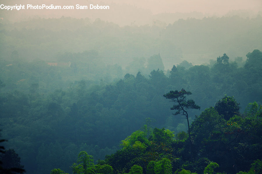 Fog, Mist, Outdoors, Forest, Jungle, Rainforest, Vegetation