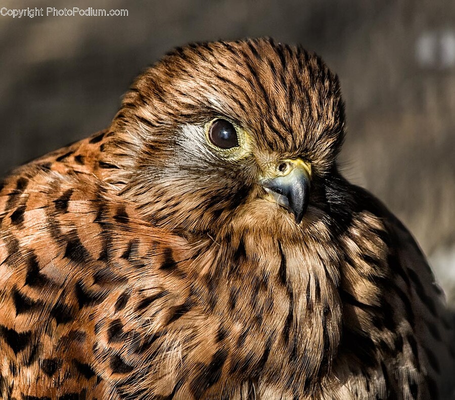 Animal, Bird, Beak, Kite Bird, Accipiter