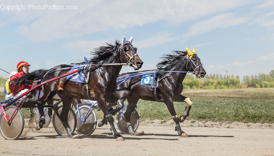 Machine, Wheel, Harness, Animal, Horse