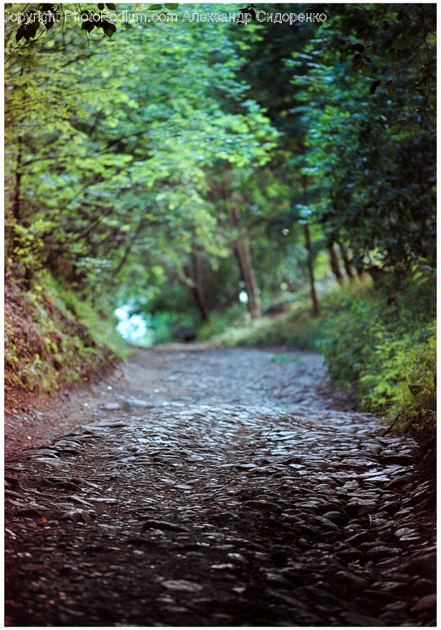 Road, Gravel, Path, Creek, Nature