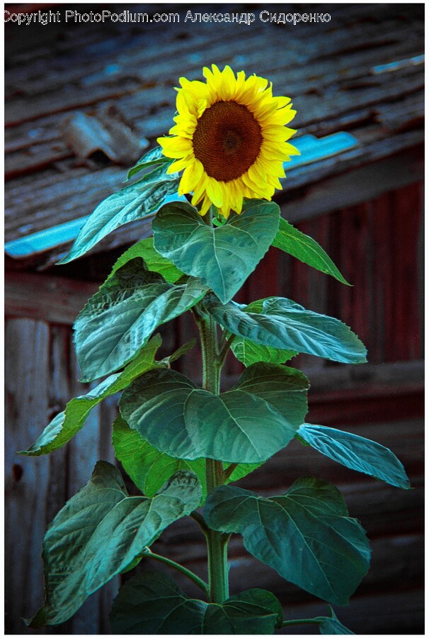 Flower, Plant, Sunflower, Leaf