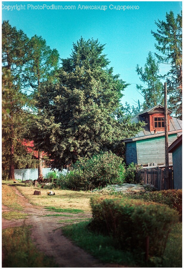 Plant, Tree, Architecture, Building, Outdoors