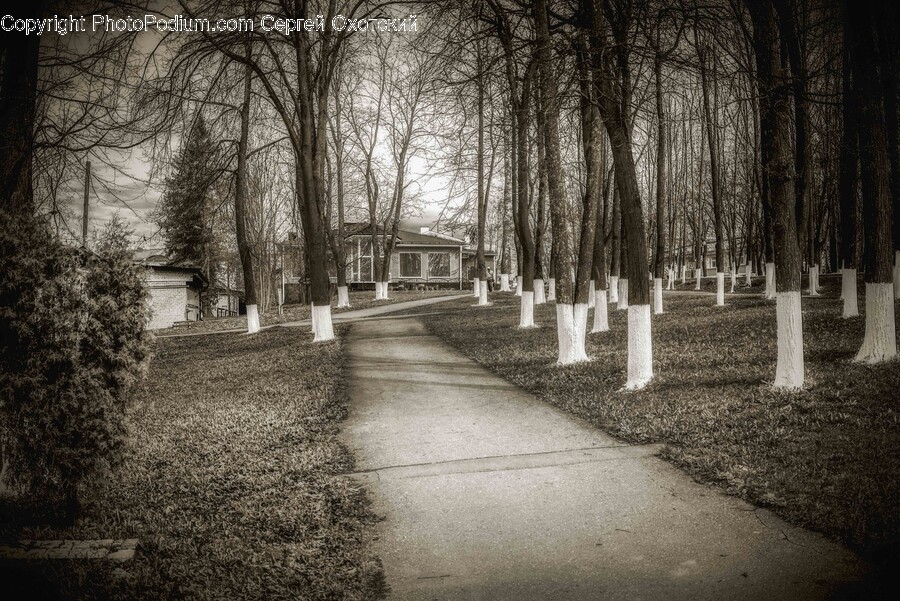 Path, Outdoors, Graveyard, Plant, Vegetation