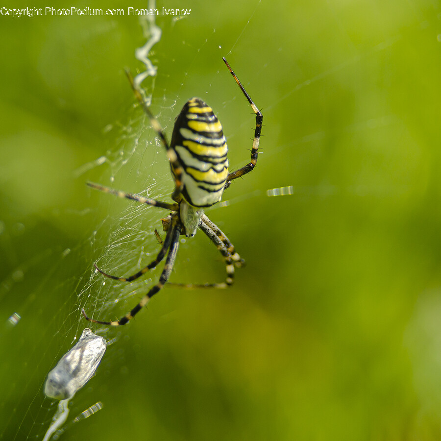 Animal, Invertebrate, Spider, Argiope, Insect