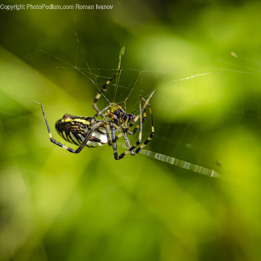 Animal, Invertebrate, Spider, Garden Spider, Insect