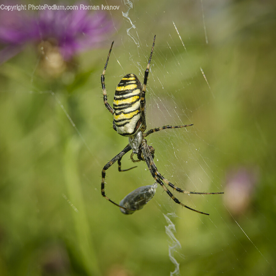 Animal, Invertebrate, Spider, Argiope, Insect