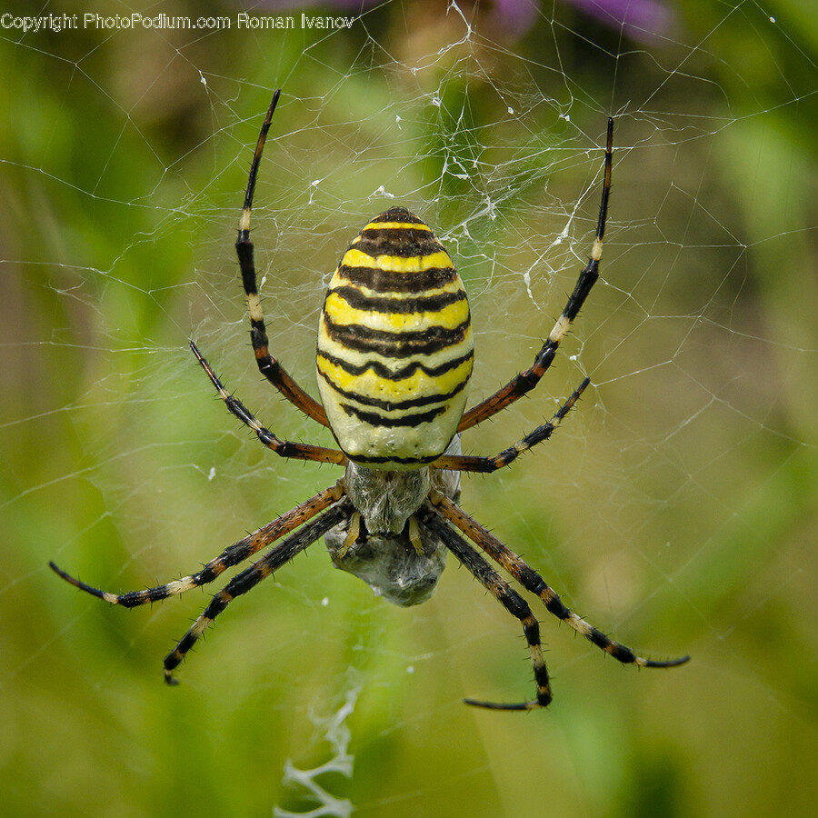 Animal, Invertebrate, Spider, Garden Spider, Insect