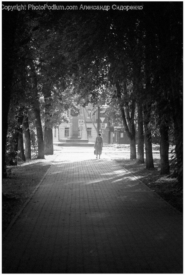 Path, Sidewalk, Plant, Tree, Person