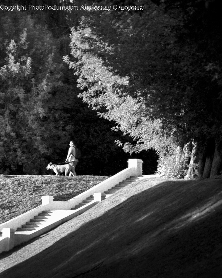 Bench, Furniture, Person, Plant, Tree