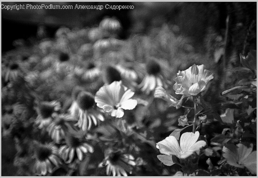 Flower, Petal, Plant, Anemone, Geranium