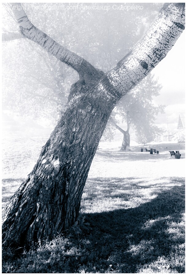 Plant, Tree, Tree Trunk, Outdoors, Nature