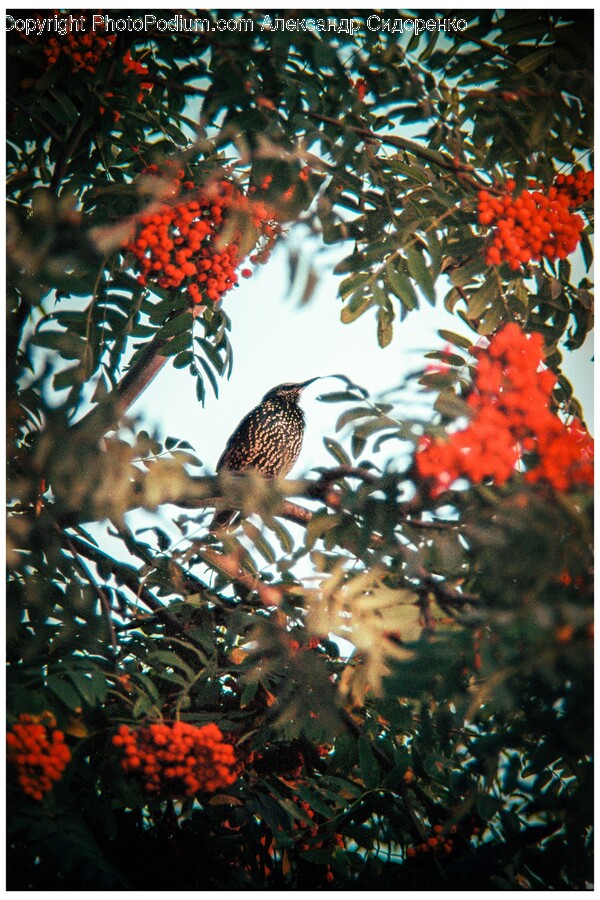 Animal, Beak, Bird, Anthus, Finch