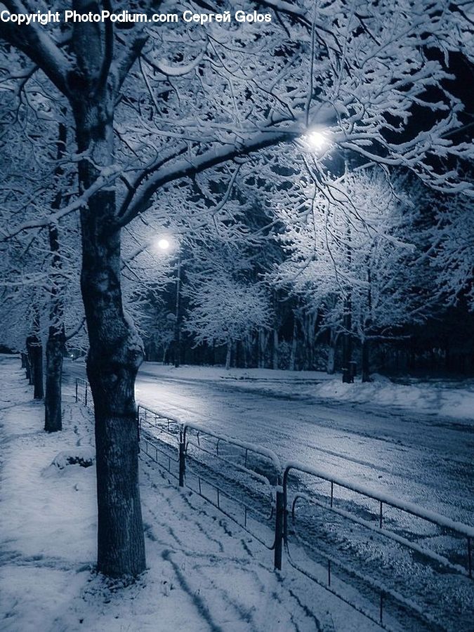 Ice, Outdoors, Snow, Plant, Tree, Oak, Wood