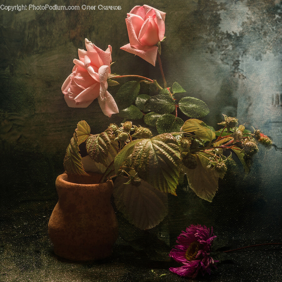 Flower, Plant, Rose, Flower Arrangement, Geranium