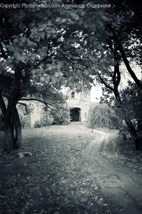 Plant, Tree, Tree Trunk, Path, Road