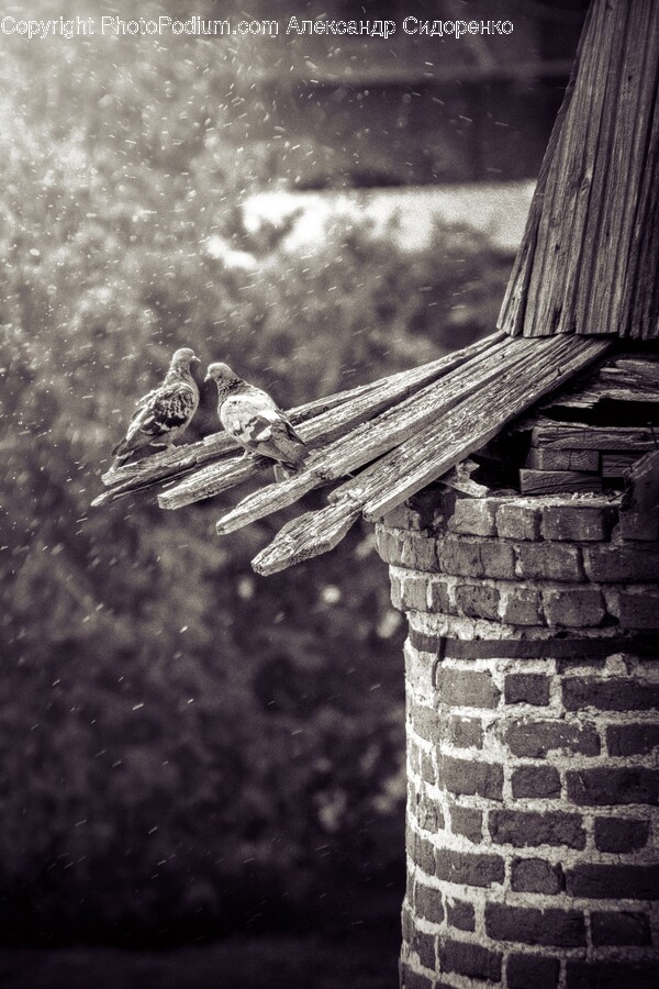 Brick, Animal, Bird, Anthus, Sparrow