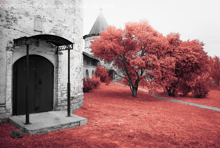 Plant, Tree, Door, Autumn, Architecture