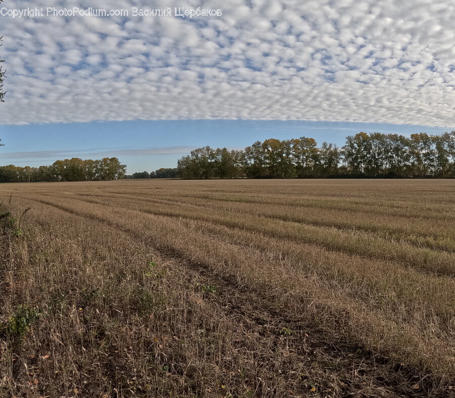 Field, Grassland, Nature, Outdoors, Land