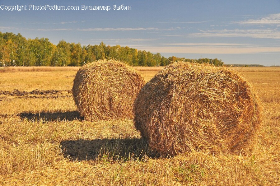 Countryside, Nature, Outdoors, Straw, Animal