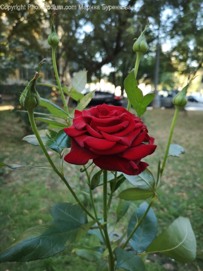 Flower, Plant, Rose, Petal, Flower Arrangement