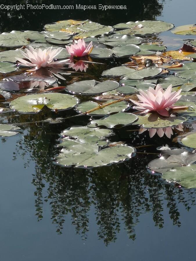 Flower, Plant, Nature, Outdoors, Pond