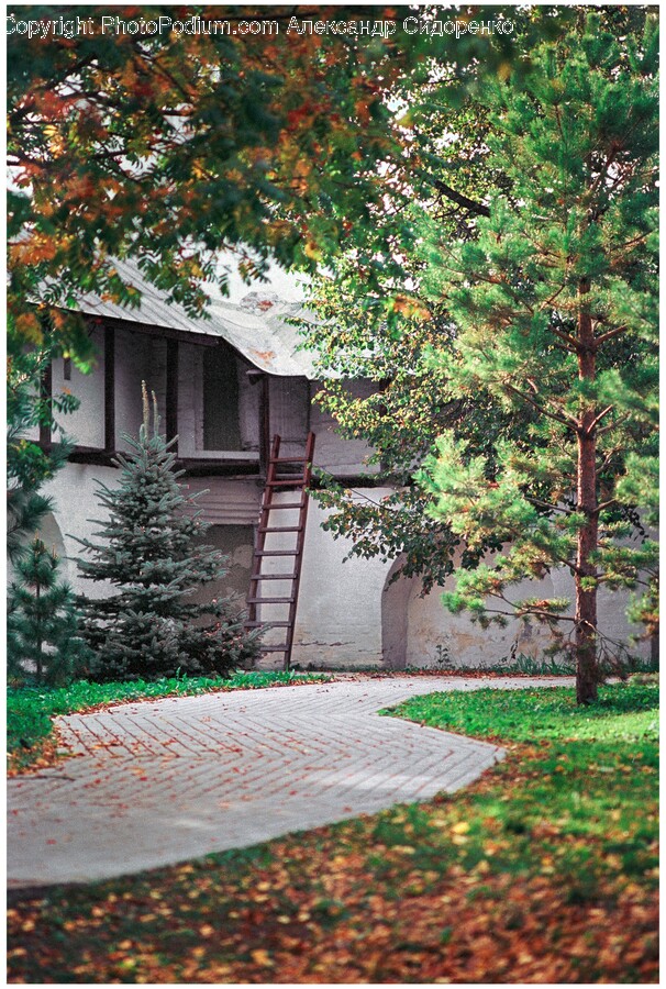 Plant, Tree, Path, Fir, Walkway