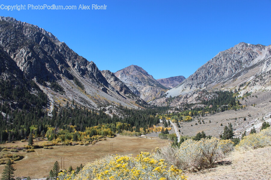 Fir, Plant, Tree, Mountain, Mountain Range