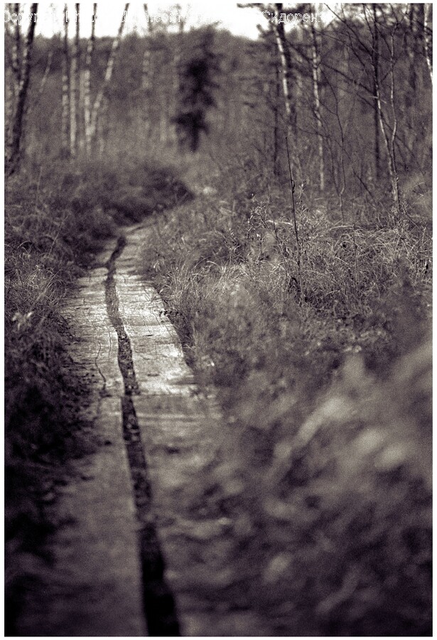 Boardwalk, Bridge, Path, Outdoors, Land